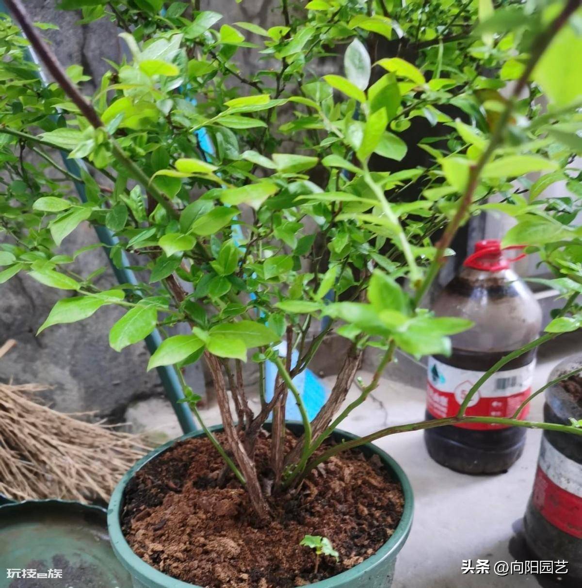 蓝莓好种植吗(很多网友买蓝莓树在家能养活但不结果)-图片4